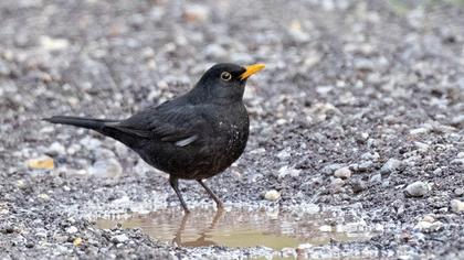 Common Blackbird