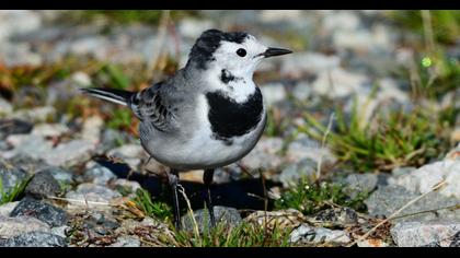 White Wagtail