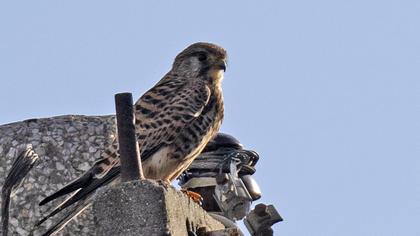 Common Kestrel