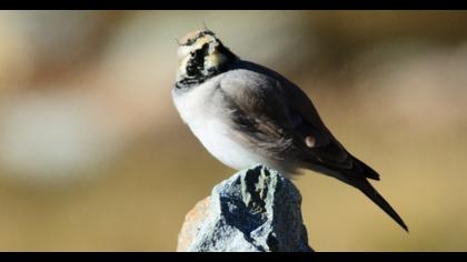 Horned Lark