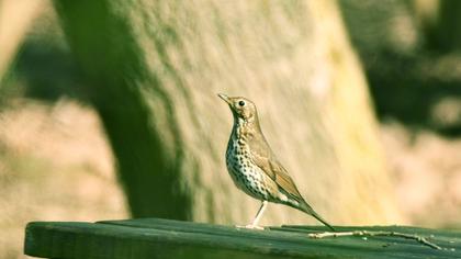 Mistle Thrush