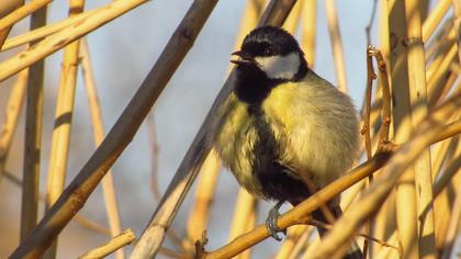 Great Tit