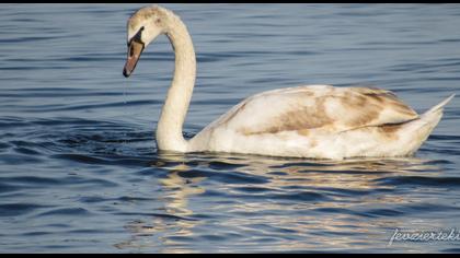 Mute Swan