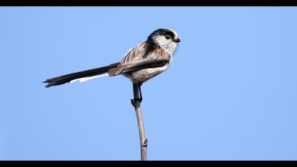 Long-tailed Tit