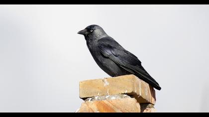Western Jackdaw