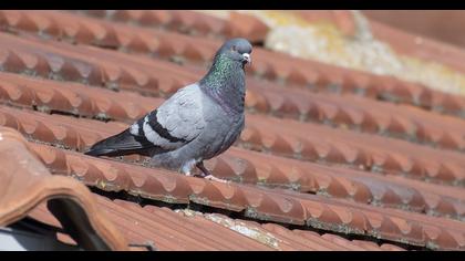 Rock Dove