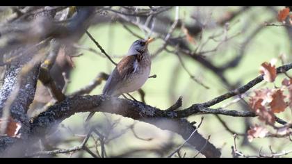 Fieldfare