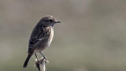 European Stonechat