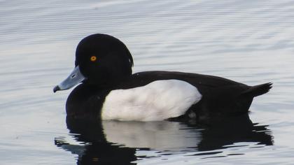 Tufted Duck