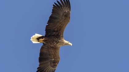 White-tailed Eagle