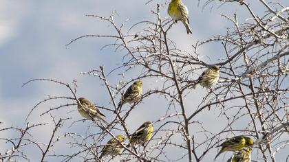 European Serin