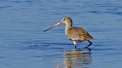 Black-tailed Godwit
