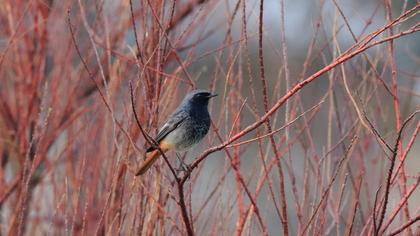 Black Redstart