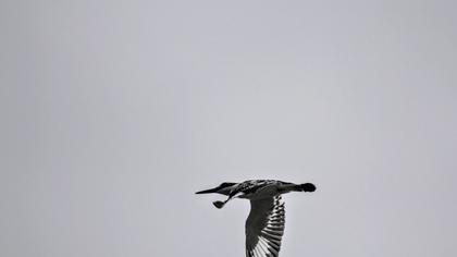 Pied Kingfisher