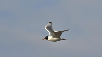 Pallas`s Gull
