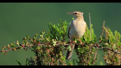 Tawny Pipit
