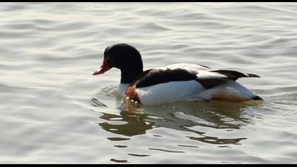 Common Shelduck