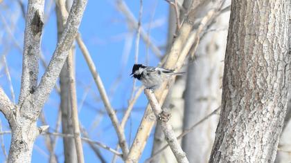 Coal Tit