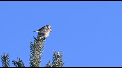 Red Crossbill