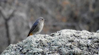 Black Redstart