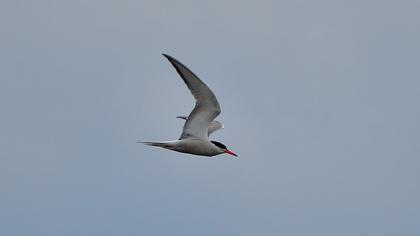 Common Tern