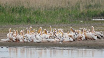Great White Pelican