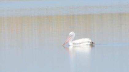 Dalmatian Pelican