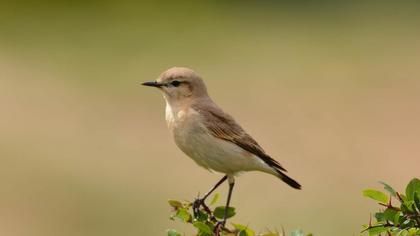 Isabelline Wheatear