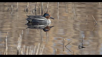 Eurasian Teal