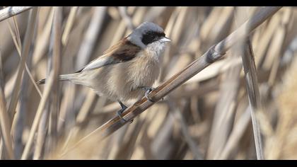 Eurasian Penduline Tit