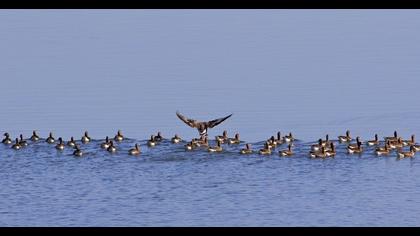 Greater White-fronted Goose