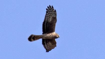 Hen Harrier