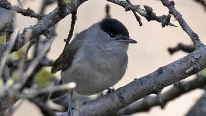 Eurasian Blackcap