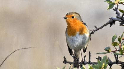 European Robin