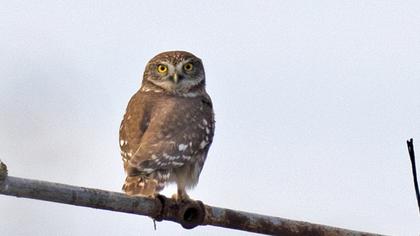 Little Owl