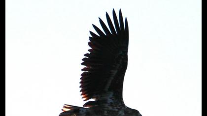White-tailed Eagle