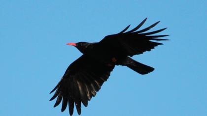 Red-billed Chough
