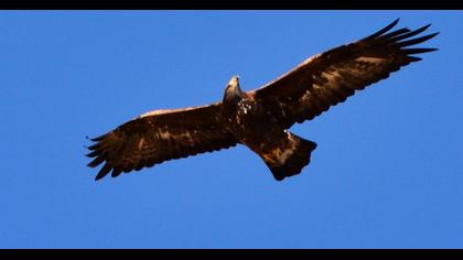 Golden Eagle
