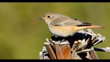 Common Redstart