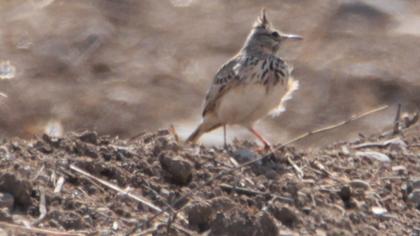 Crested Lark