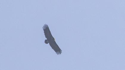 Cinereous Vulture