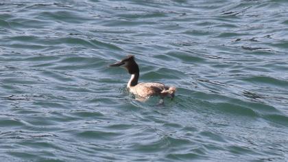 Great Crested Grebe