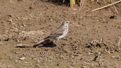 Water Pipit