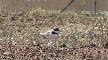 Little Ringed Plover