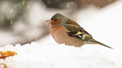Common Chaffinch