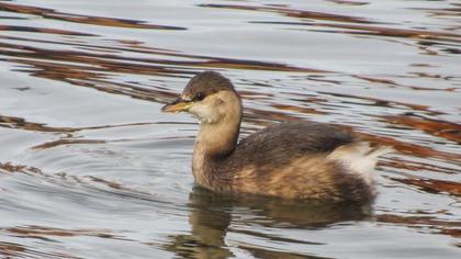 Little Grebe