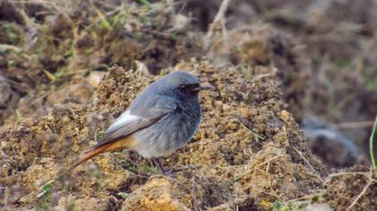 Black Redstart