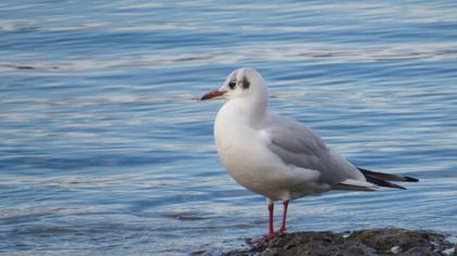 Black-headed Gull