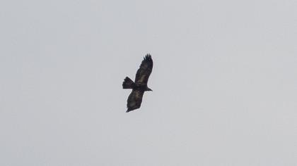 Golden Eagle