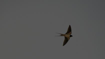 Barn Swallow